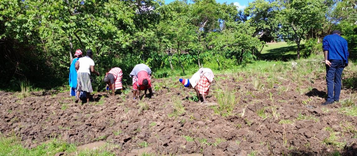 Indigenous peoples from Transmara working on restoring biodiversity