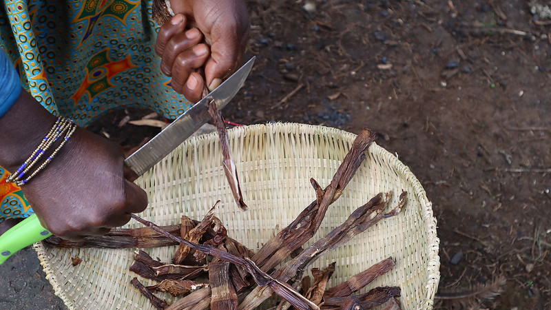 Preparation of bamboo shoots which are a source of food.