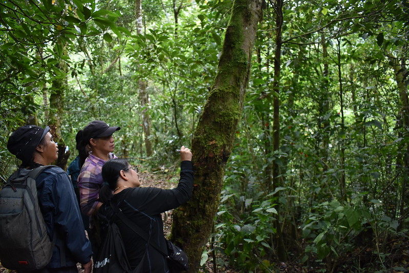 Foresters carefully mark the trees for easier monitoring during a training on resource inventory mapping held in Nueva Viscaya, Philippines.