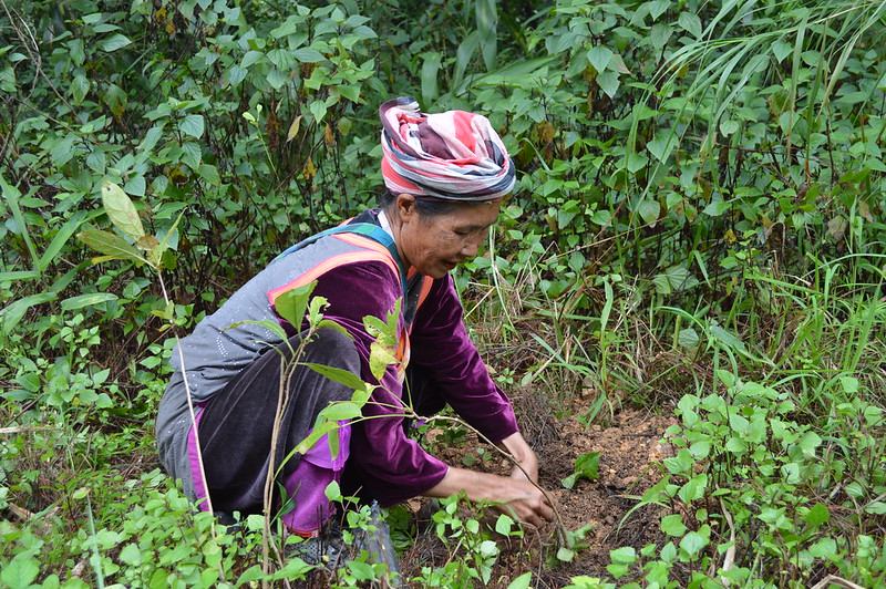 Planting in the Lisu Community Forest, Thailand