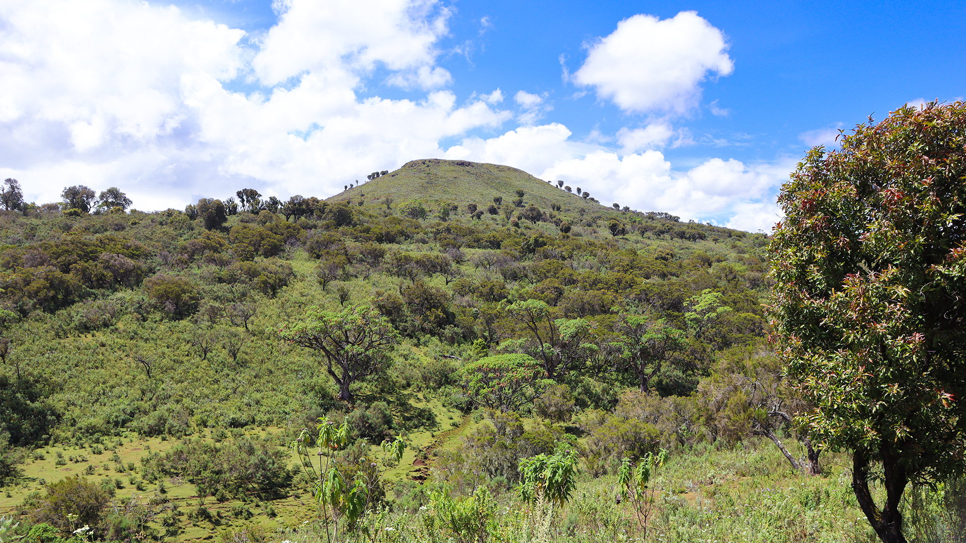 Kipkera hill, source of many medicinal plants which regenerate naturally.