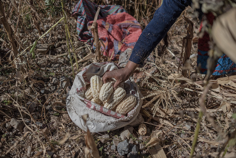 Maize harvest is packed in sacks for transport, drying and storage. Community of Hualla, Hualla district, Victor Fajardo province, Ayacucho region, Peru.