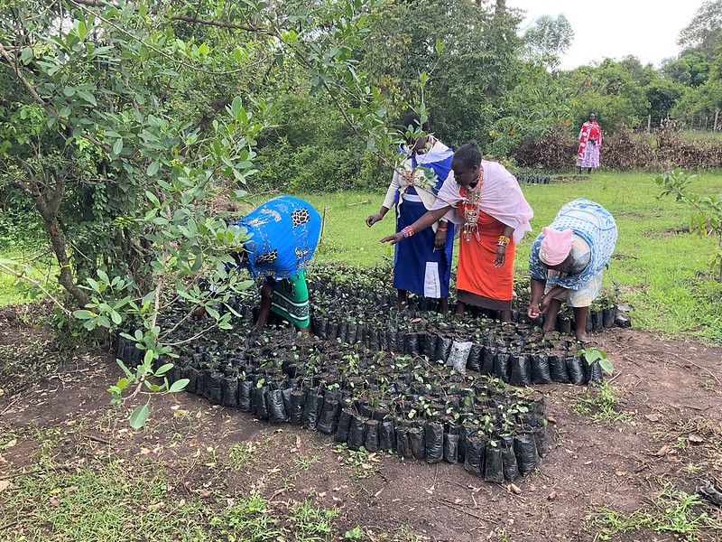 Maasai Indigenous women carrying out restoration activity by nurturing their tree nursery in Transmara.