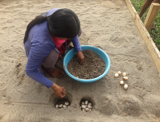 Wampis woman planting taricaya eggs, in the Puerto Juan Indigenous Community.