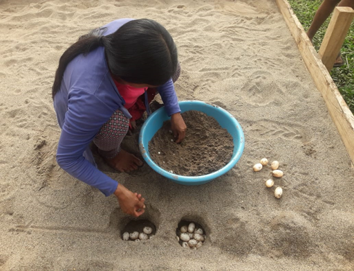 Recovering aquatic turtles in the Kankaim Basin, Morona