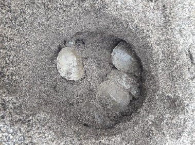 Nacimiento de taricaya en CC.NN. Sánchez Cerro