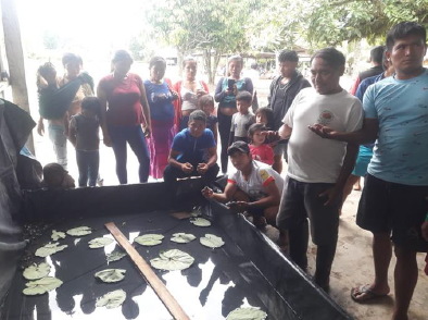 Población local constatando crías de taricaya en las artesas