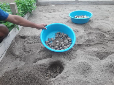 Recolección de crías nacidas en CC.NN. Puerto Juan