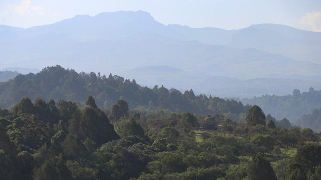 A new dawn Mt.Elgon forest. Photo by Dickence, CIPDP