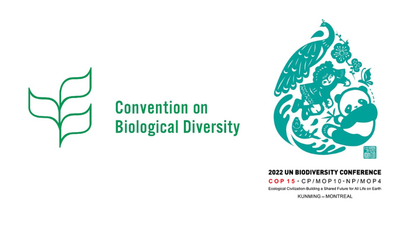 COP15 – Working to include Indigenous Peoples and Local Communities’ rights in new biodiversity agreement