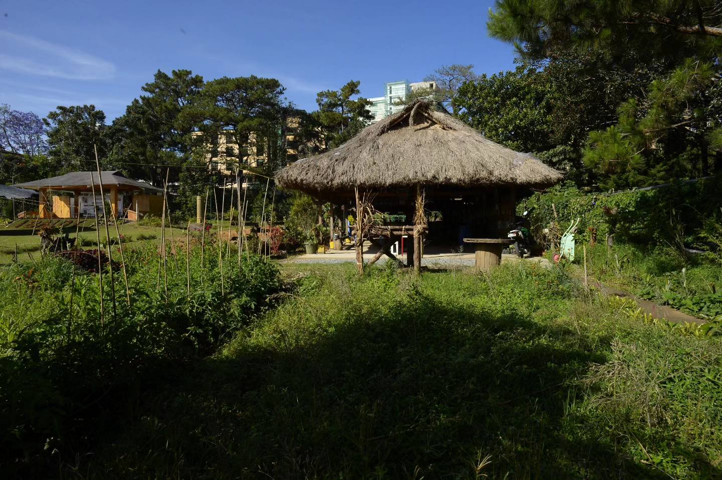 The Ibaloy Heritage Garden: A Lifeline for Indigenous Culture and Values in Baguio City 