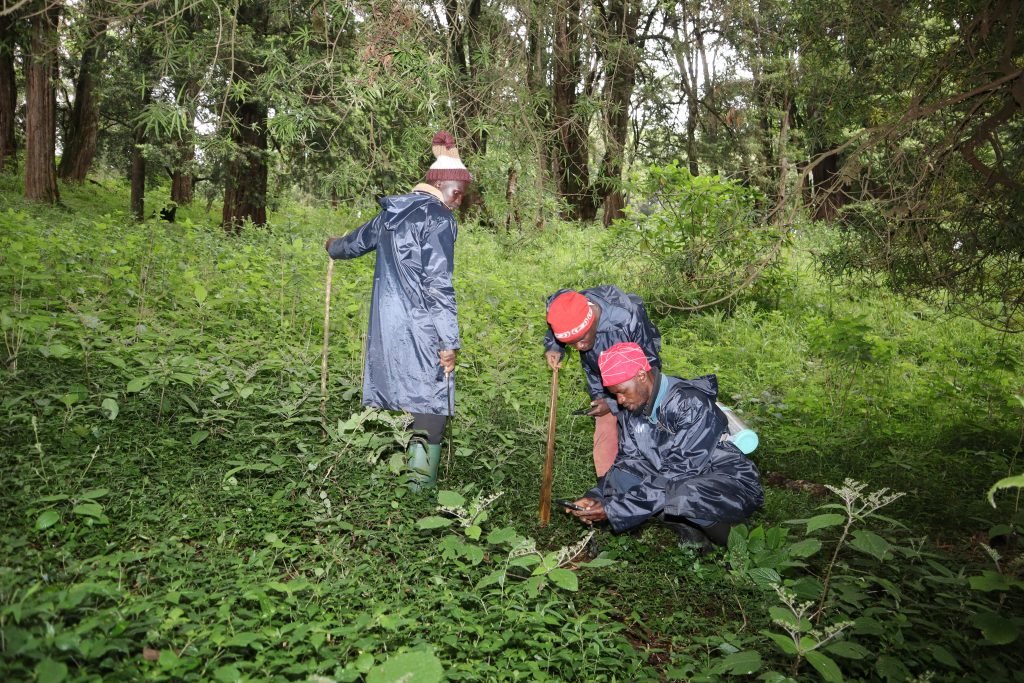 Monitors gathering biodiversity data in Mt. Elgon Forest