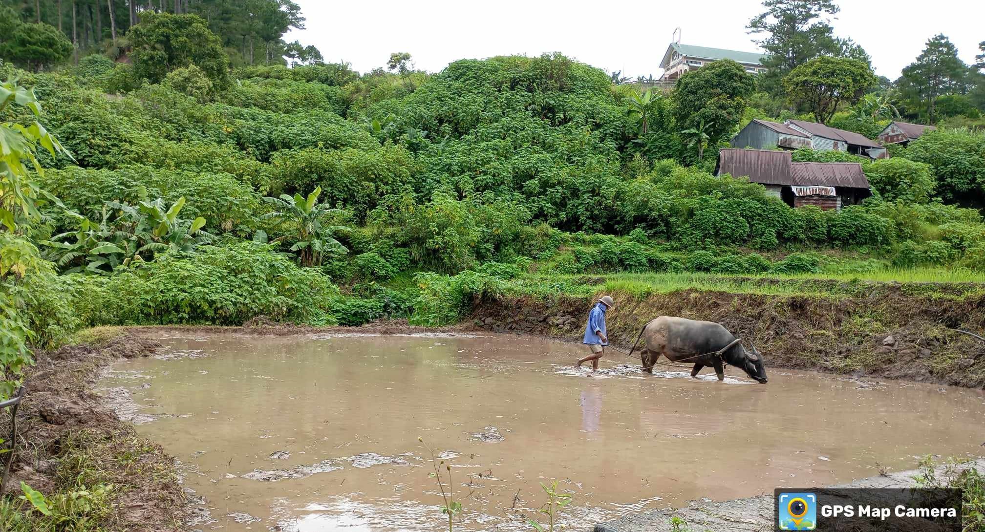 Revitalising Indigenous Food Systems of the Payew people of Besao, Mt. Province