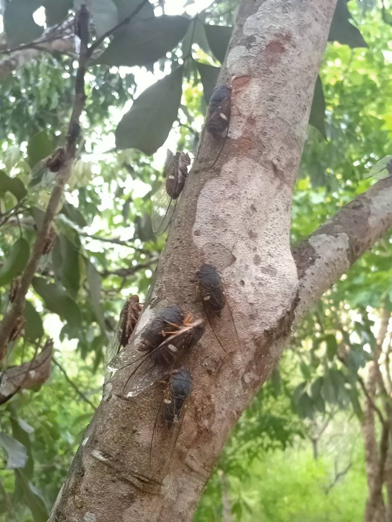 cicada in a tree