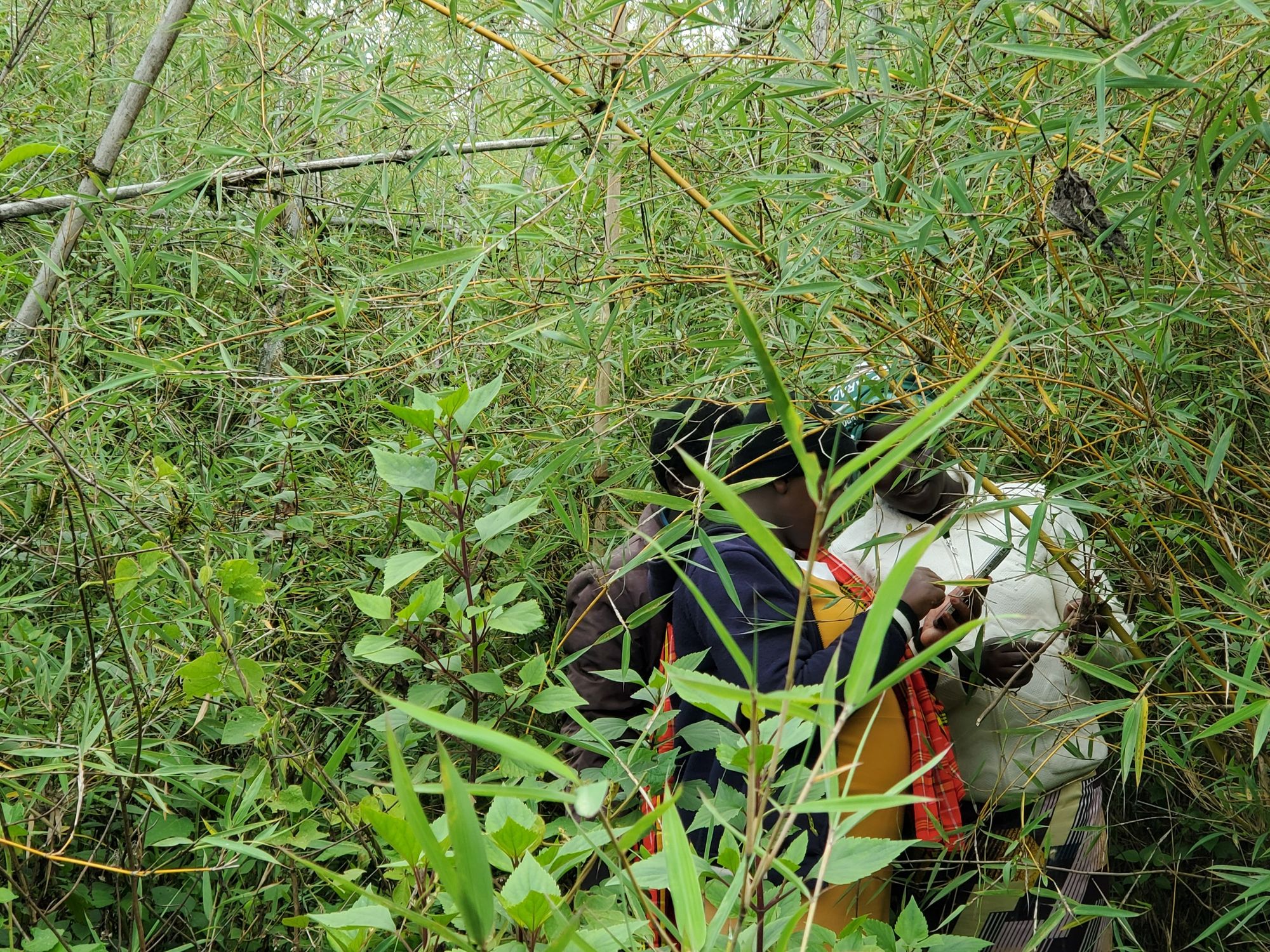 Sound as language: Biodiversity monitoring and CoMapeo’s new audio recording feature