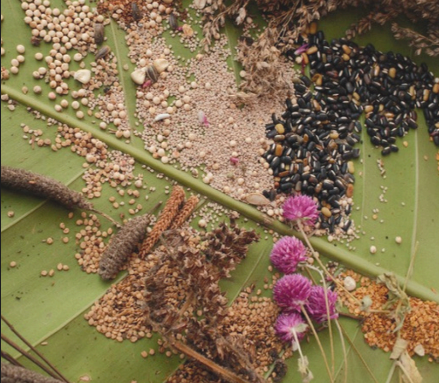 Fighting for a Seat at the Table – Indigenous Peoples and Thailand’s Biodiversity Strategy