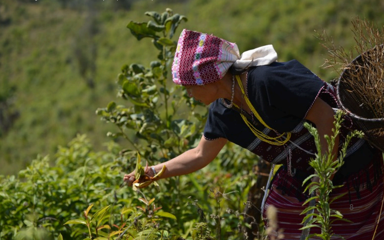 Engagement in the Revision on the National Biodiversity Strategy and Action Plans: Regional Report